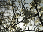 SX18065 Sun shining on white blossom.jpg